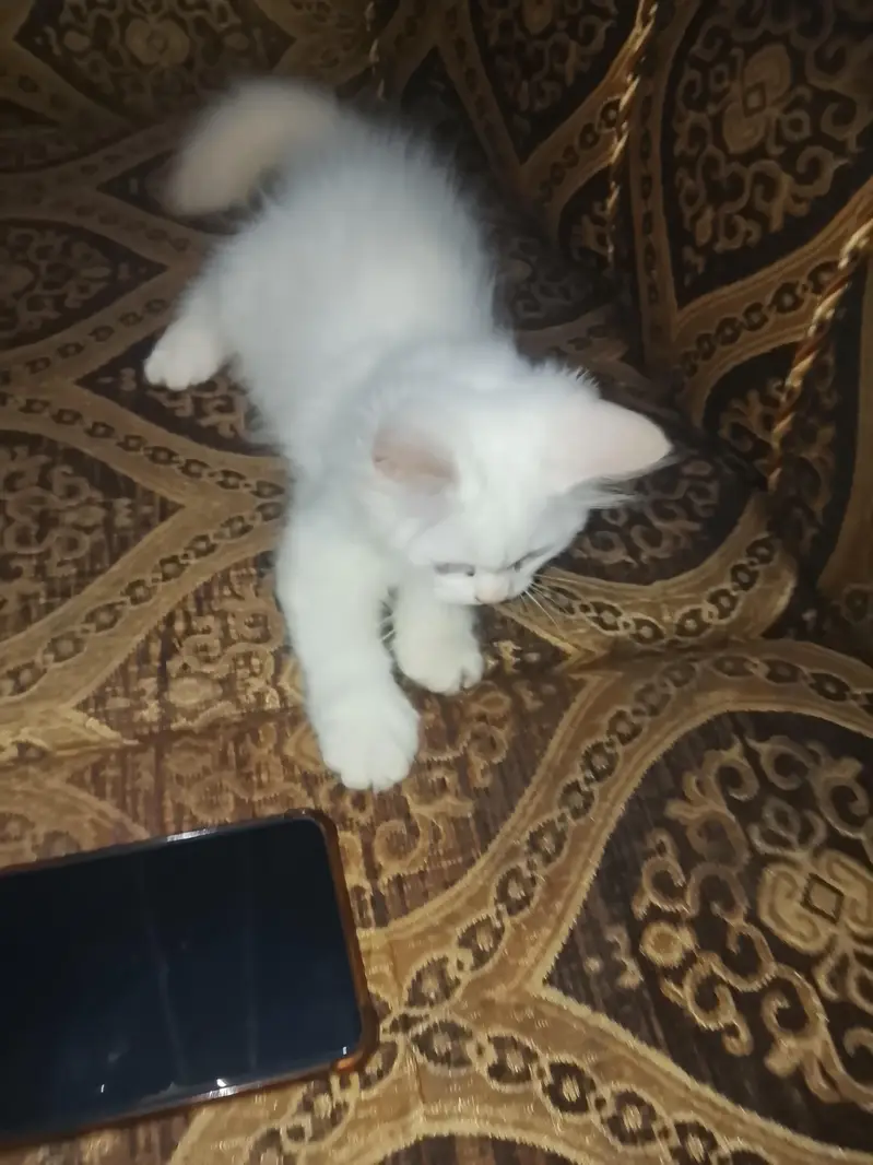 Cat For Sale — photo 5
