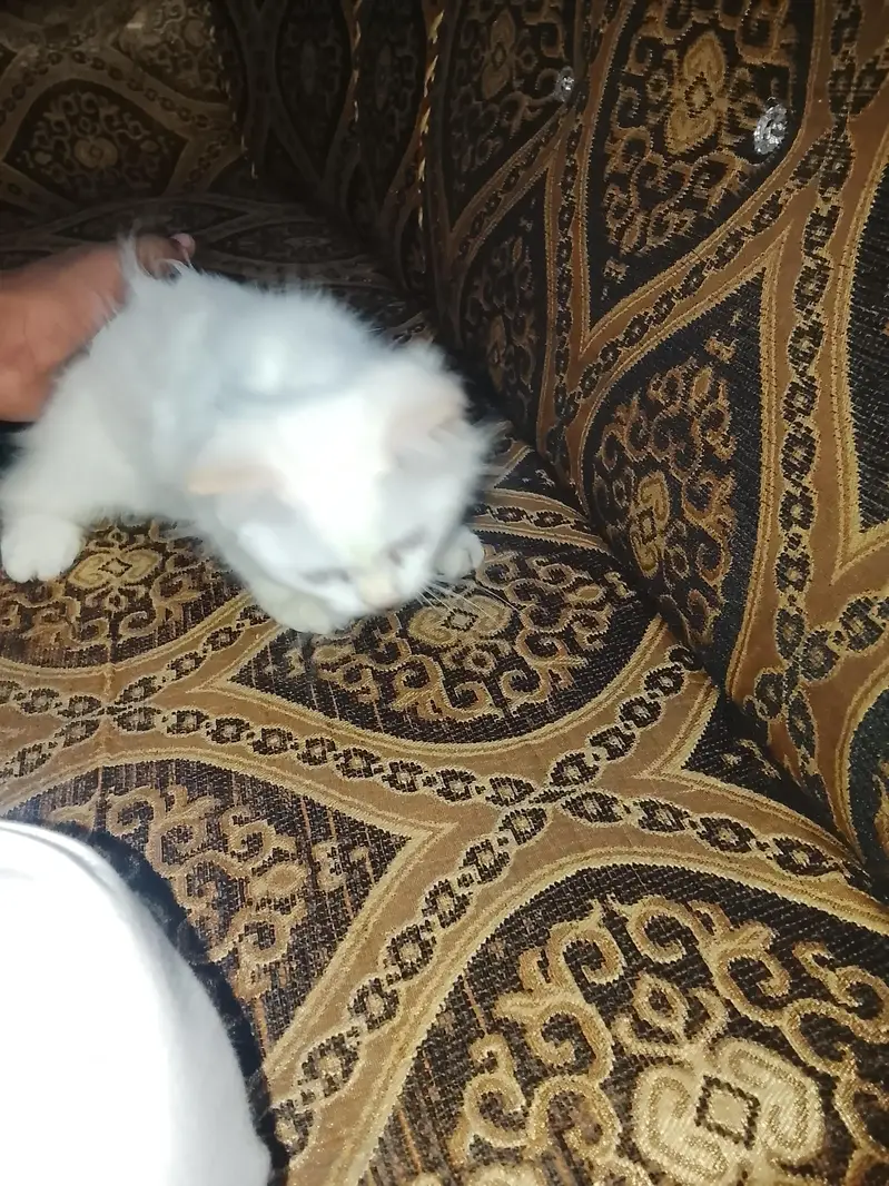 Cat For Sale — photo 8