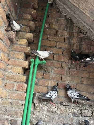 Parwazi pigeon