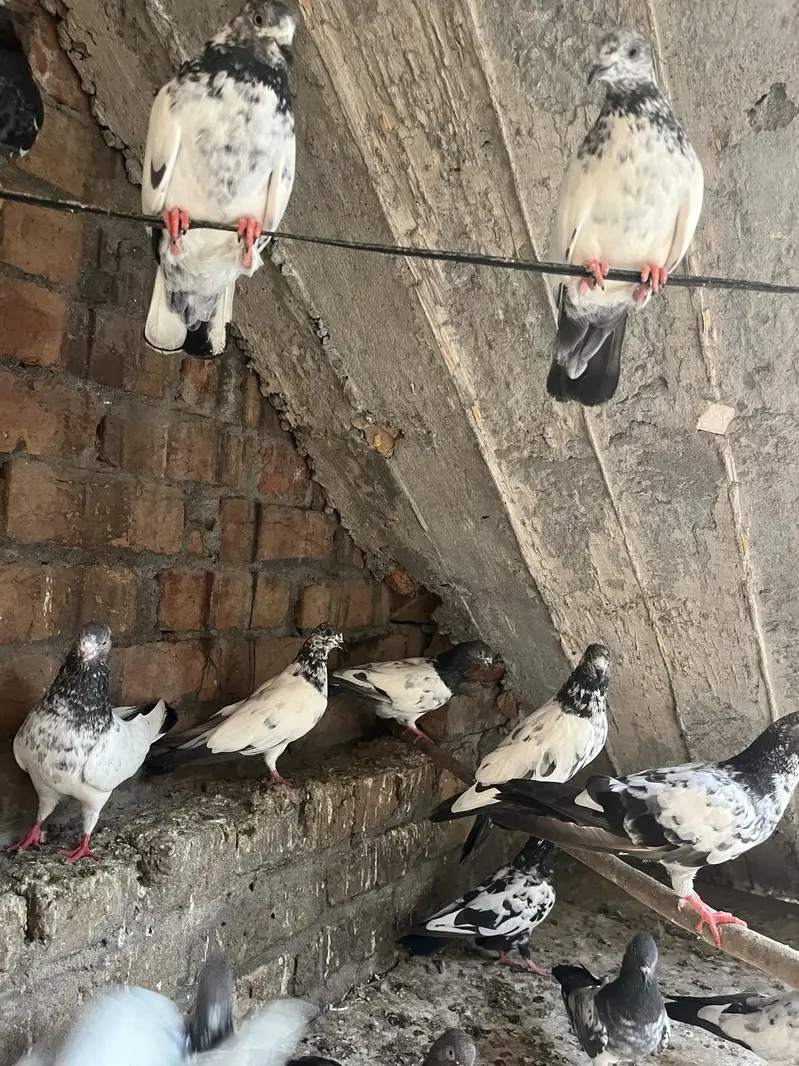 Parwazi pigeon — photo 2
