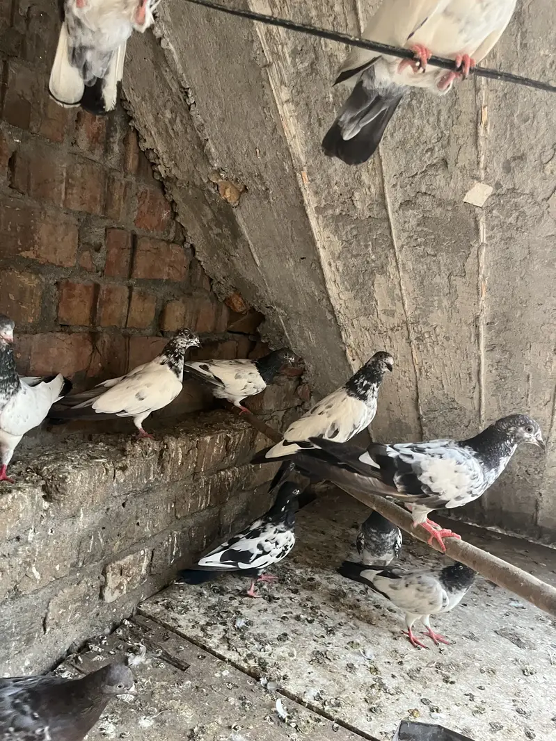 Parwazi pigeon — photo 3
