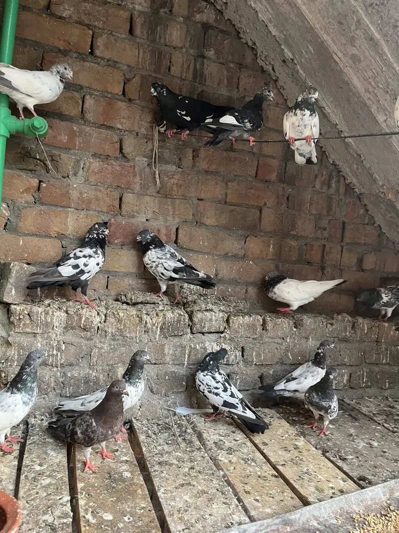 Parwazi pigeon — photo 4