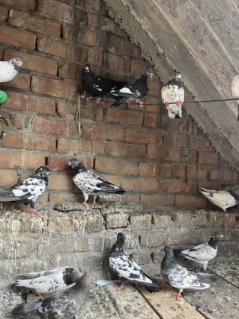 Parwazi pigeon — photo 5