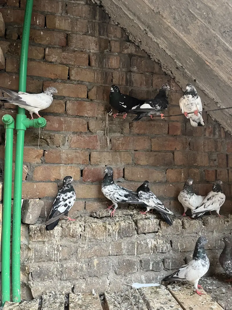 Parwazi pigeon — photo 6