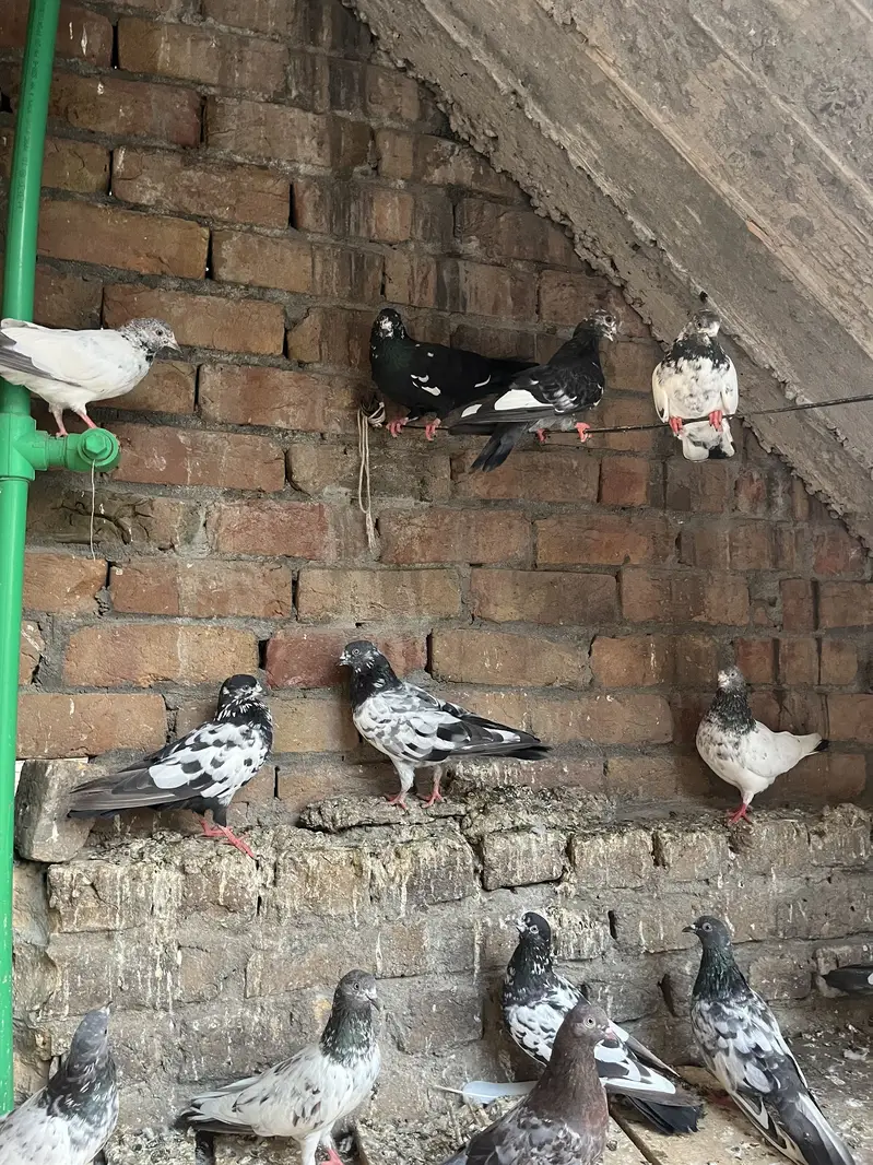Parwazi pigeon — photo 7