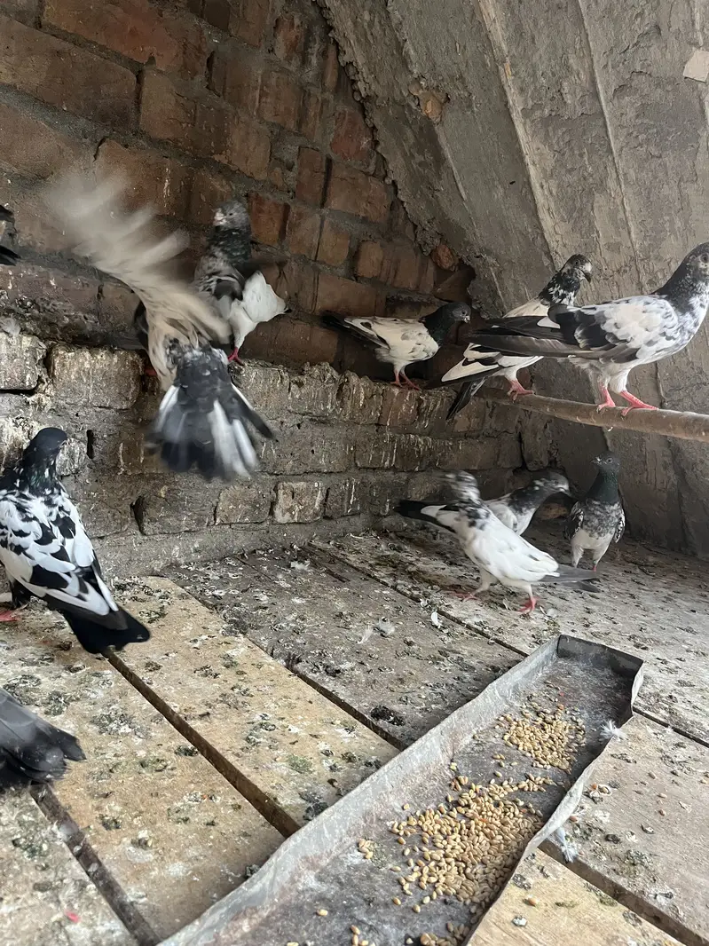 Parwazi pigeon — photo 8