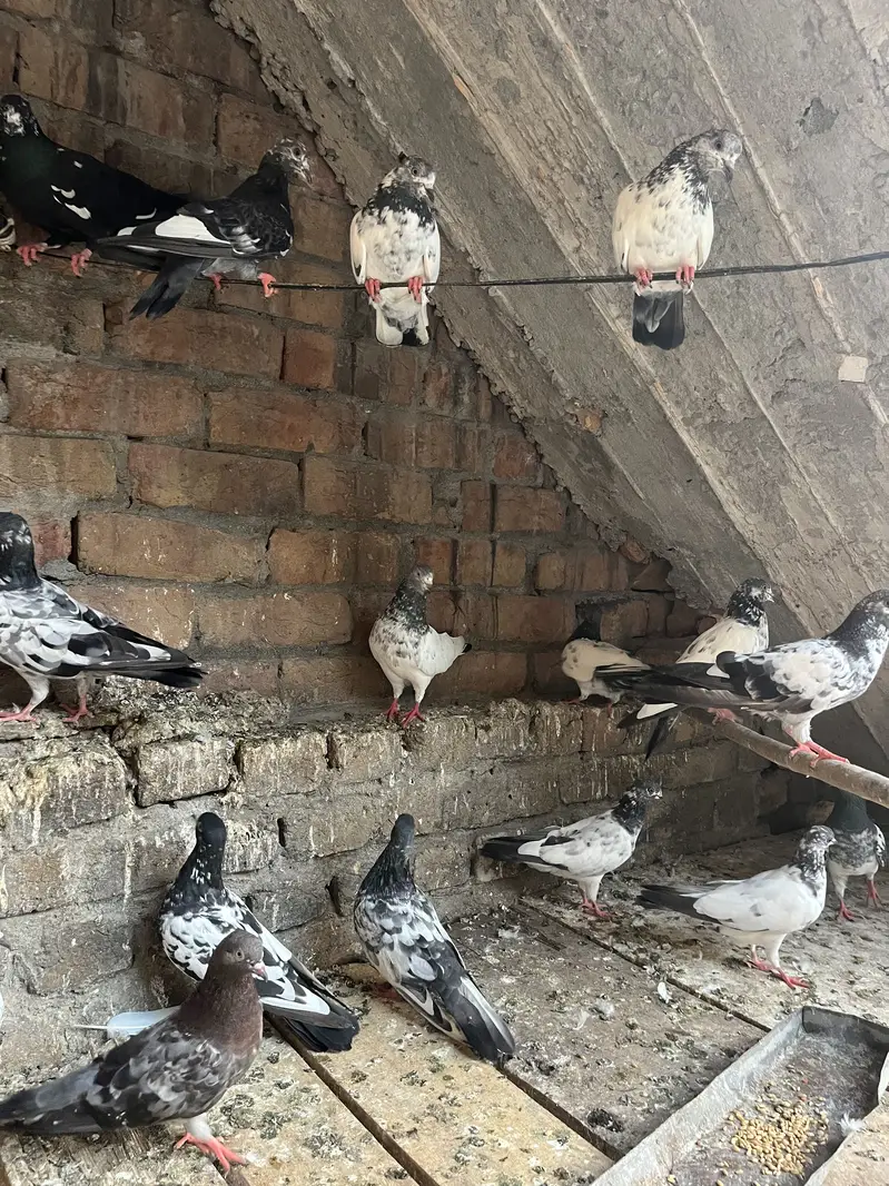 Parwazi pigeon — photo 9