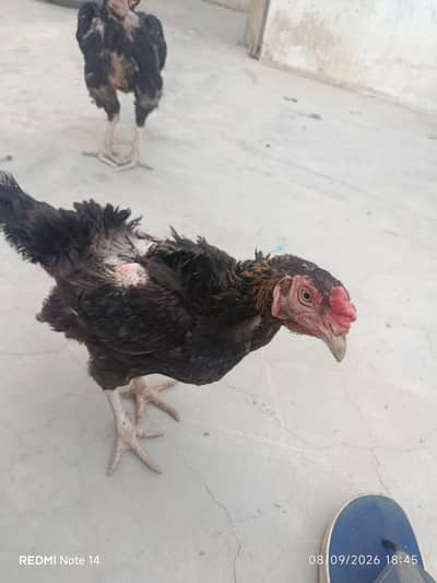 aseel hens for sale