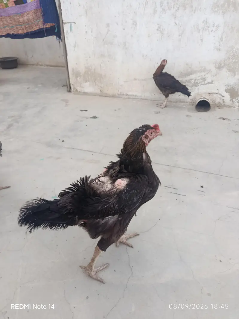 aseel hens for sale — photo 2