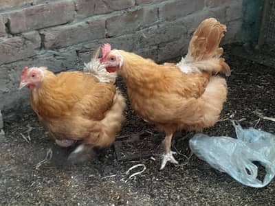 Golden heavy buff 2 female 1 male full active