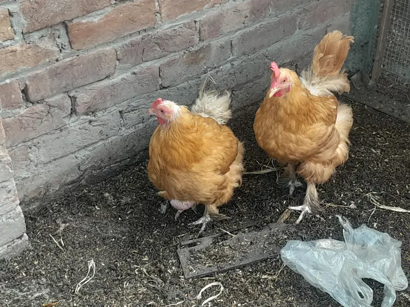 Golden heavy buff 2 female 1 male full active — photo 2