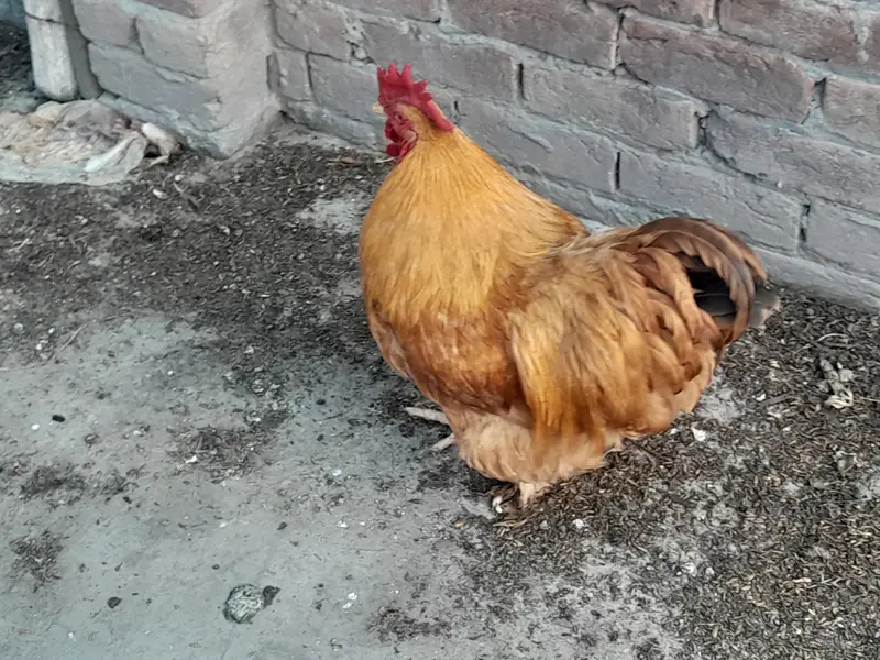 Golden heavy buff 2 female 1 male full active — photo 3