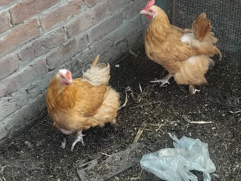 Golden heavy buff 2 female 1 male full active — photo 4