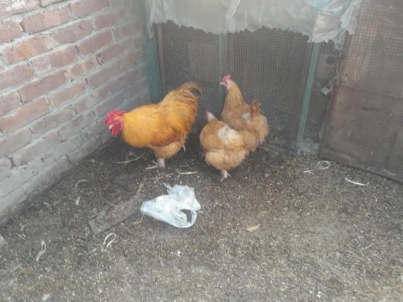 Golden heavy buff 2 female 1 male full active — photo 5