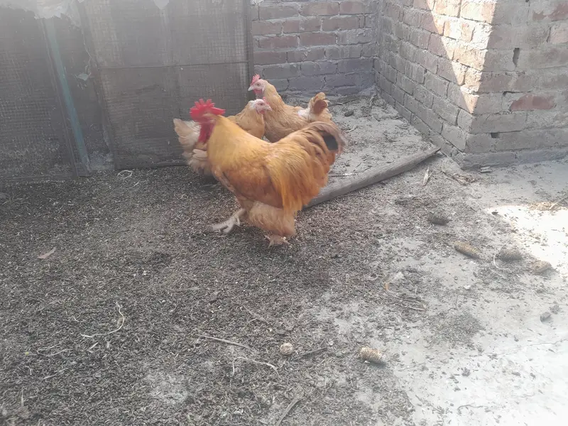 Golden heavy buff 2 female 1 male full active — photo 6