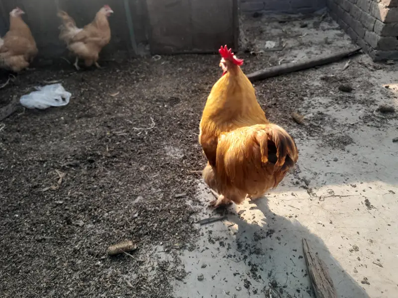 Golden heavy buff 2 female 1 male full active — photo 8