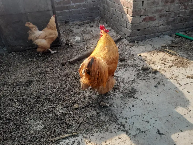 Golden heavy buff 2 female 1 male full active — photo 9