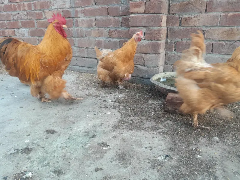 Golden heavy buff 2 female 1 male full active — photo 10