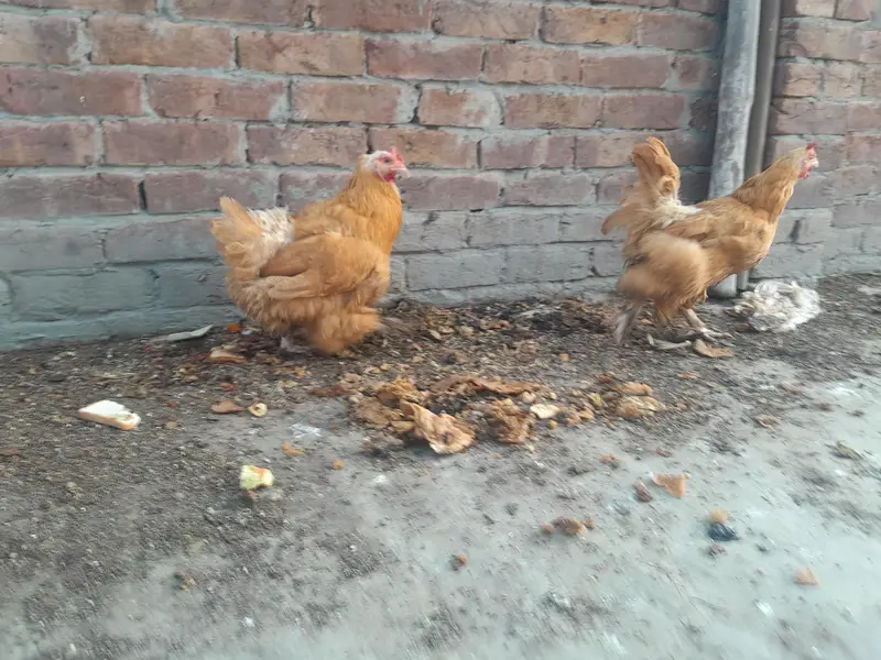 Golden heavy buff 2 female 1 male full active — photo 11