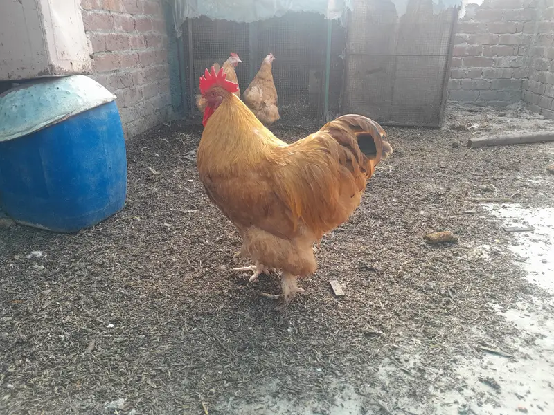Golden heavy buff 2 female 1 male full active — photo 12
