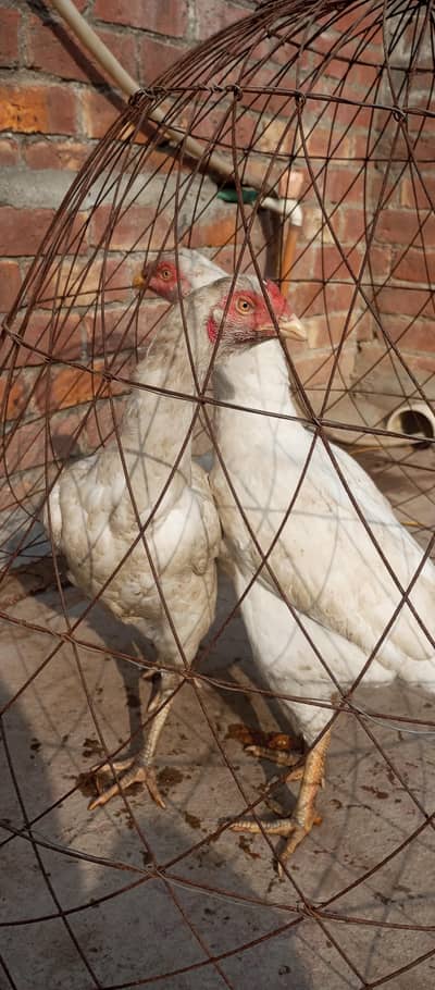 Paper white Hira aseel chicks and breeder hens for sale