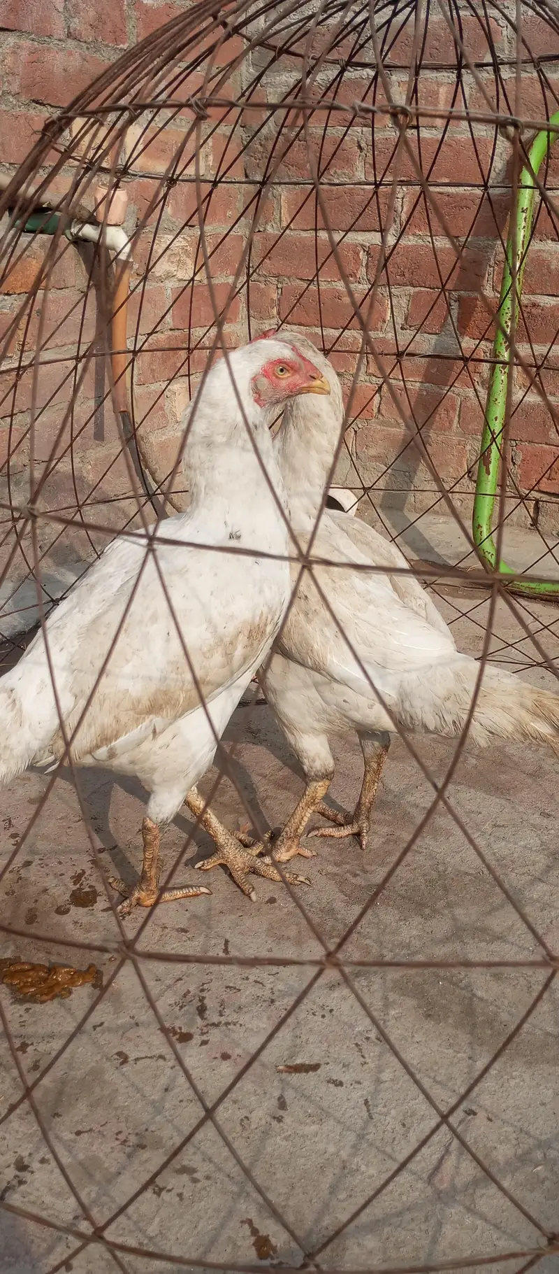 Paper white Hira aseel chicks and breeder hens for sale — photo 2