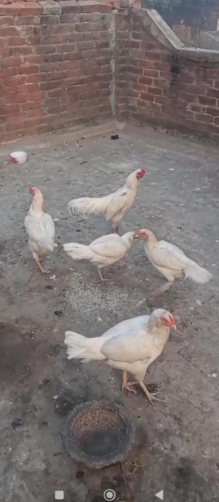 Paper white Hira aseel chicks and breeder hens for sale — photo 3