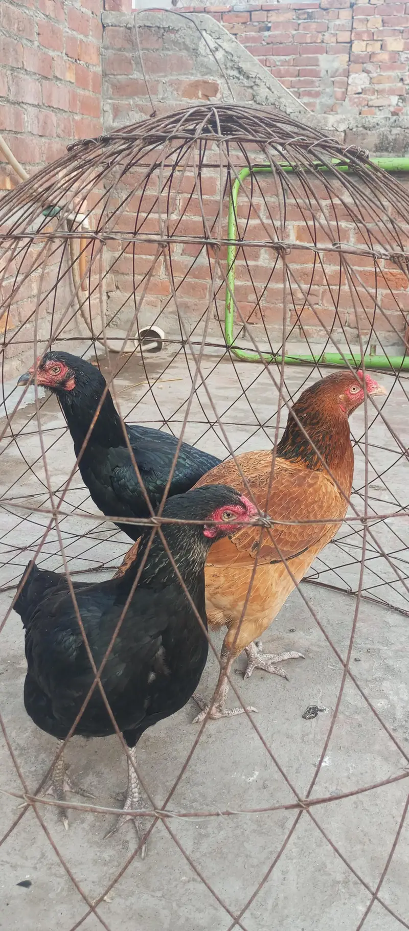 Paper white Hira aseel chicks and breeder hens for sale — photo 4