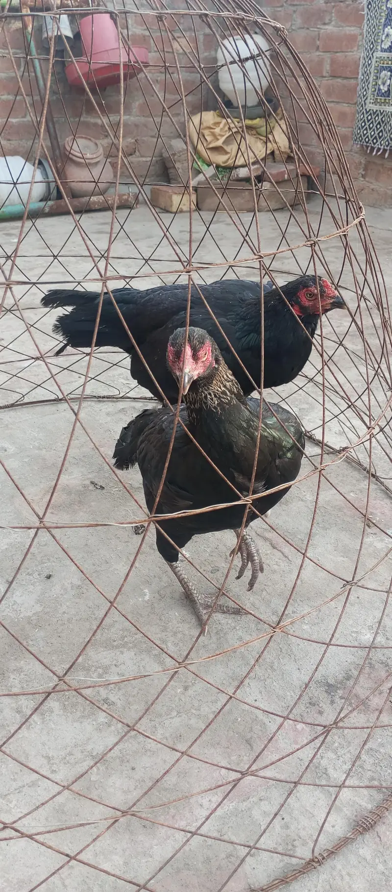 Paper white Hira aseel chicks and breeder hens for sale — photo 5