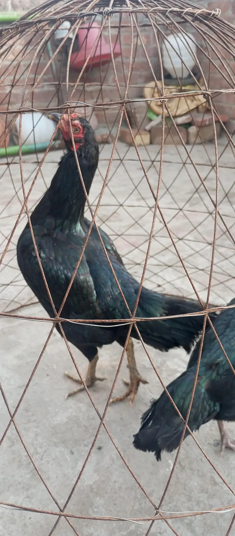 Paper white Hira aseel chicks and breeder hens for sale — photo 6