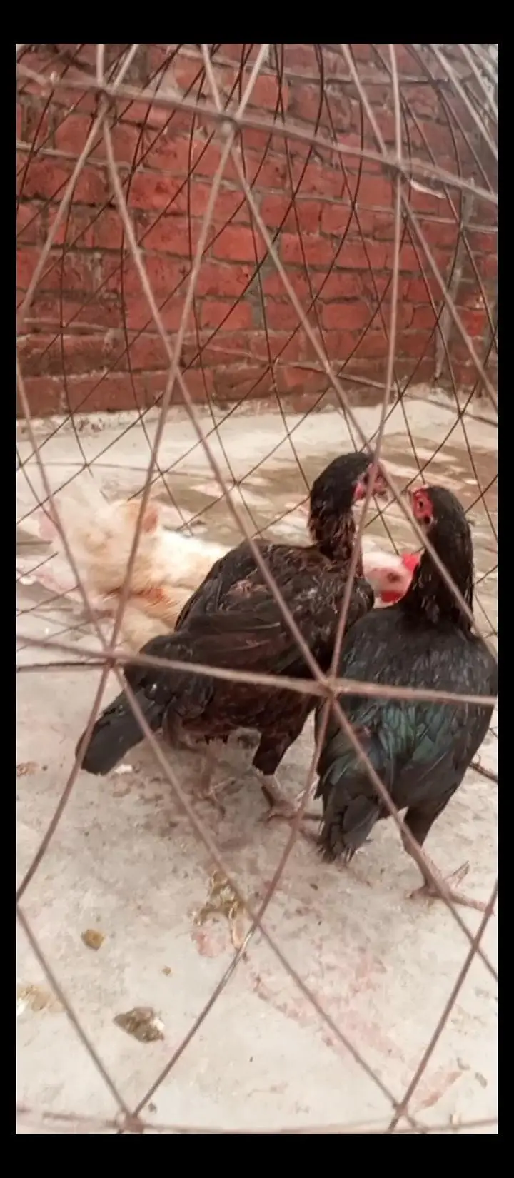 Paper white Hira aseel chicks and breeder hens for sale — photo 7