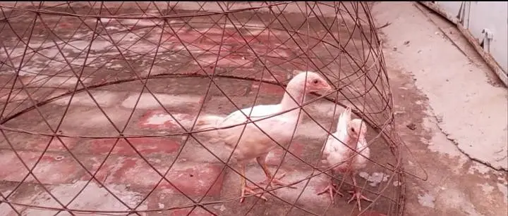 Paper white Hira aseel chicks and breeder hens for sale — photo 8