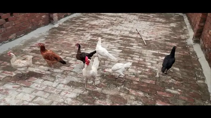 Paper white Hira aseel chicks and breeder hens for sale — photo 10