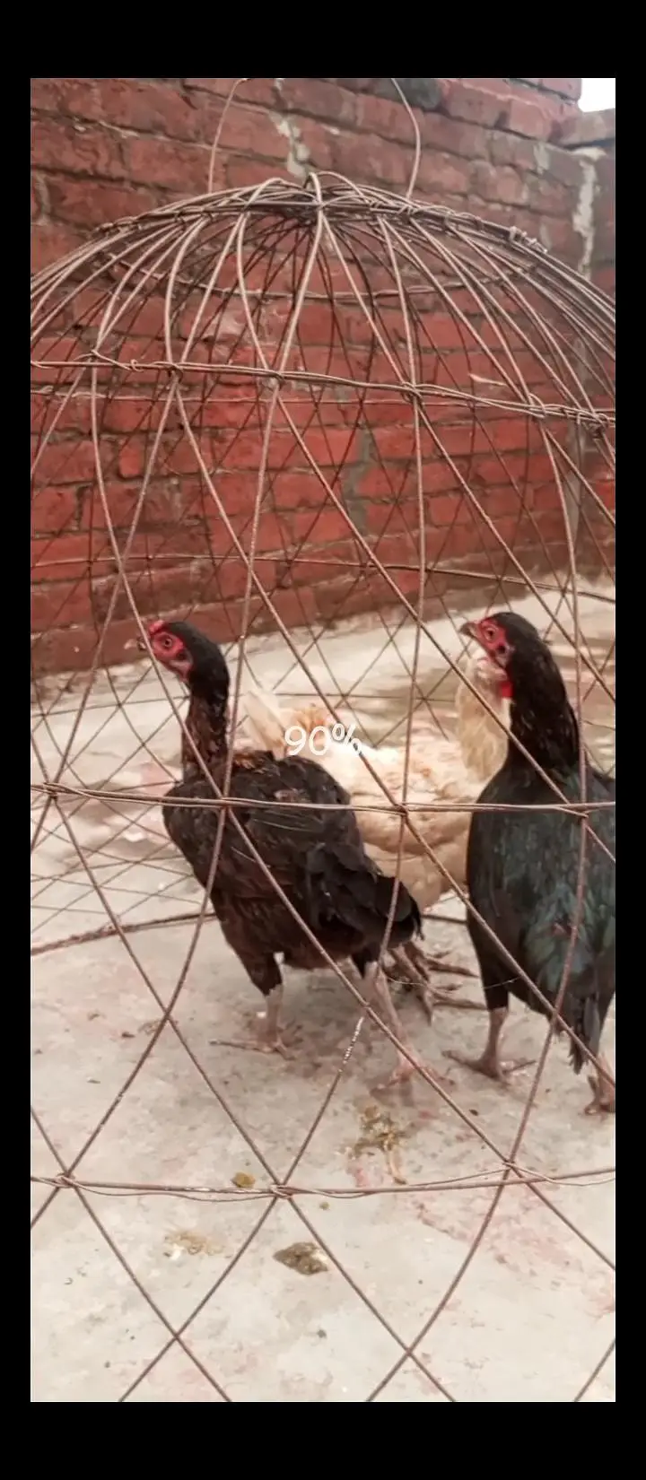 Paper white Hira aseel chicks and breeder hens for sale — photo 11