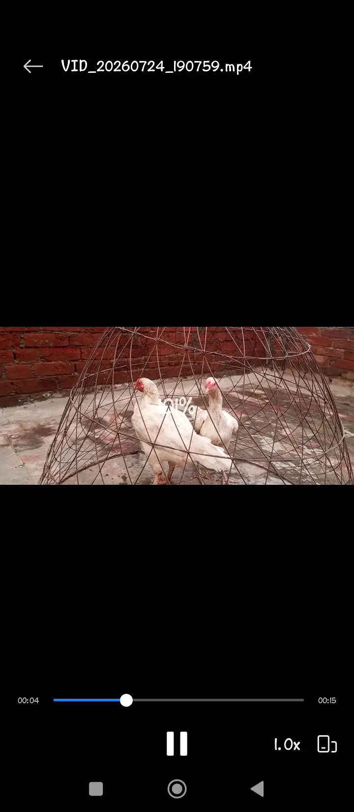 Paper white Hira aseel chicks and breeder hens for sale — photo 12