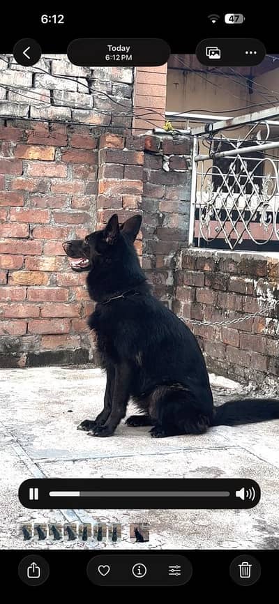 Black german shepered mated female 35 days long coat