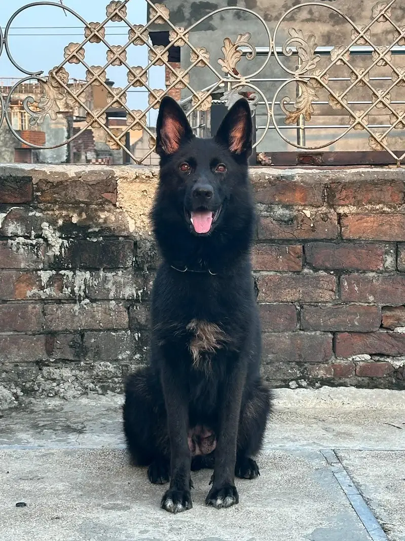 Black german shepered mated female 35 days long coat — photo 2