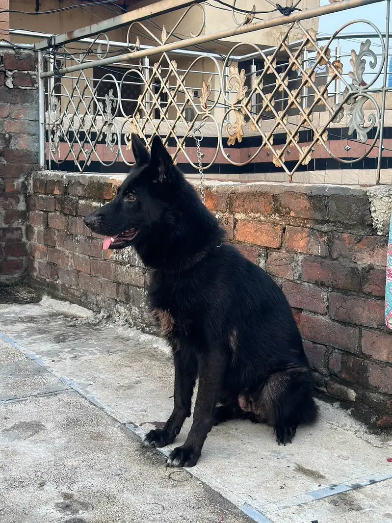 Black german shepered mated female 35 days long coat — photo 3