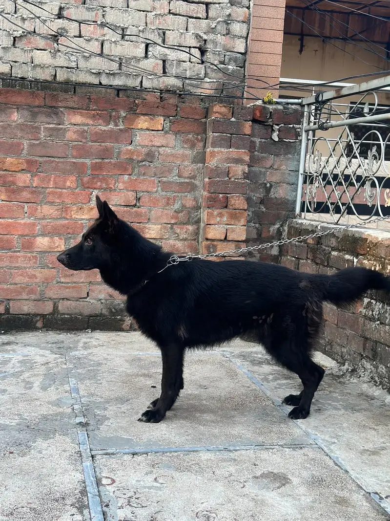 Black german shepered mated female 35 days long coat — photo 4