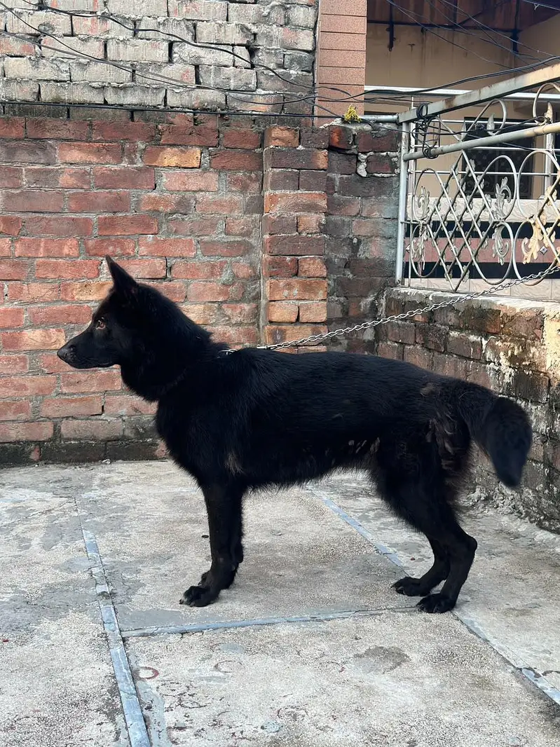 Black german shepered mated female 35 days long coat — photo 5