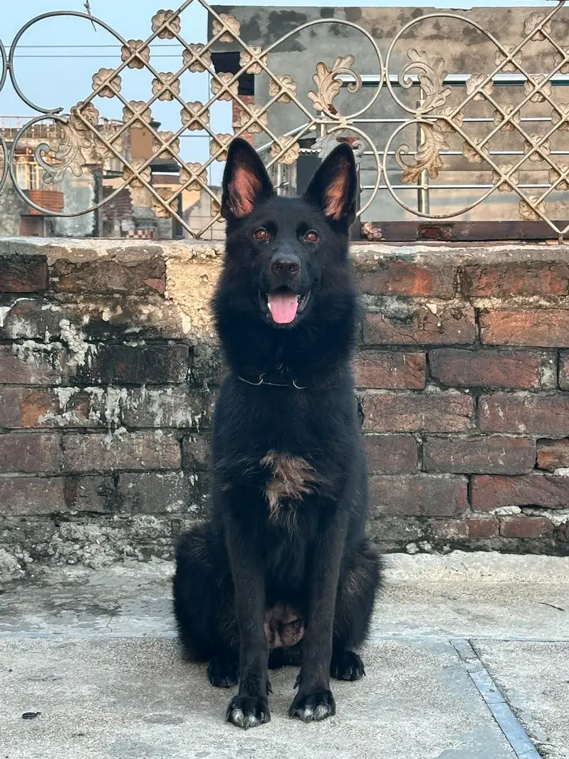 Black german shepered mated female 35 days long coat — photo 6
