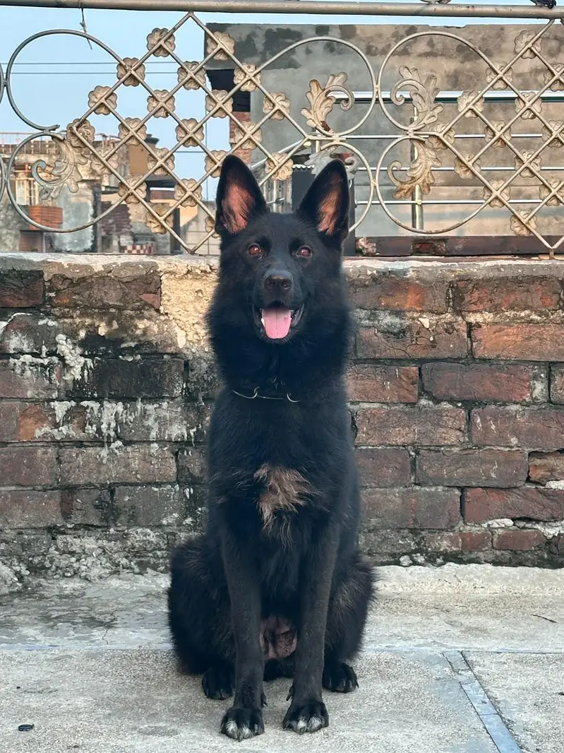 Black german shepered mated female 35 days long coat — photo 7