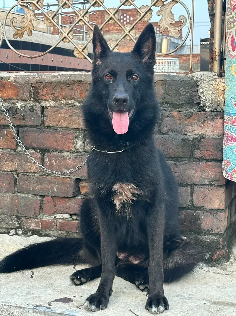 Black german shepered mated female 35 days long coat — photo 8