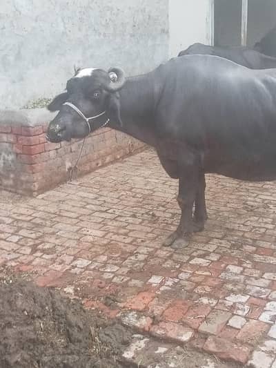 buffalo for sale dhod 8 kg