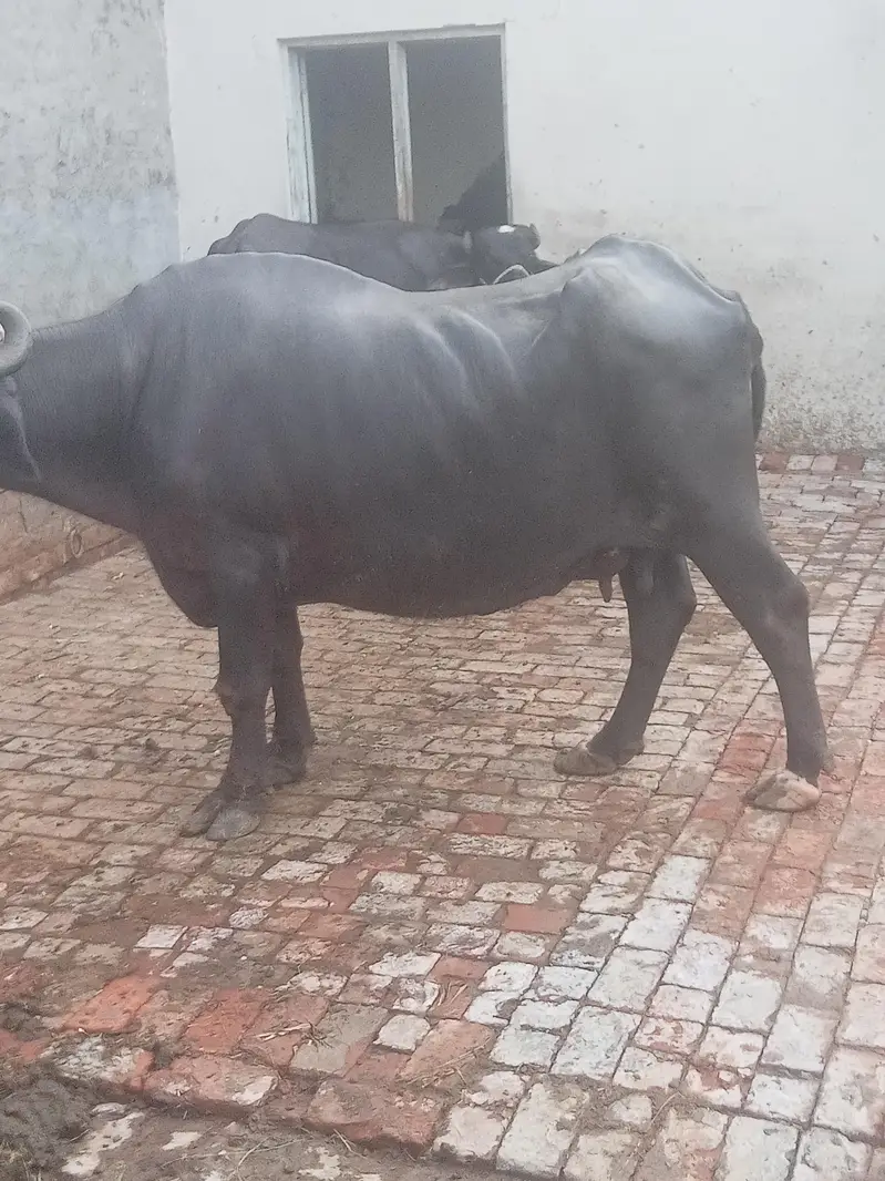 buffalo for sale dhod 8 kg — photo 2