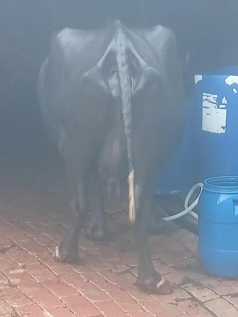 buffalo for sale dhod 8 kg — photo 3