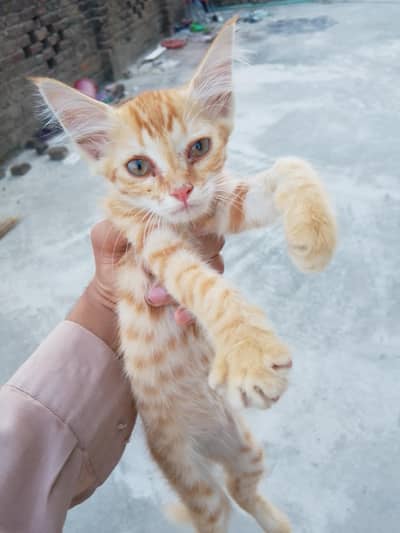 Cat Baby
