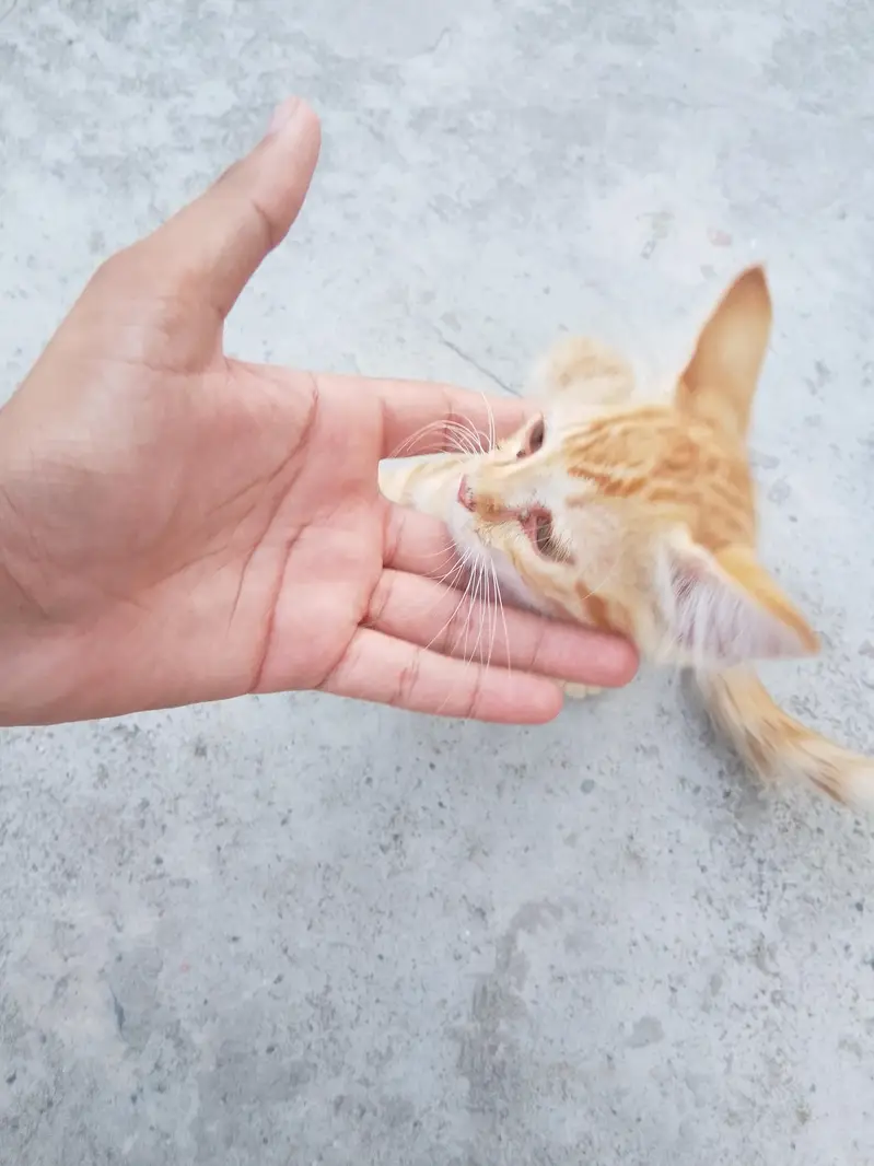 Cat Baby — photo 2