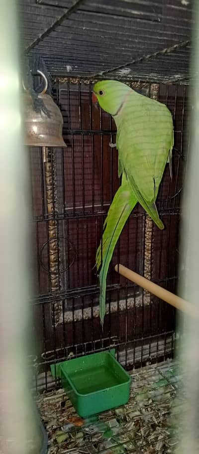 green ring neck parrot