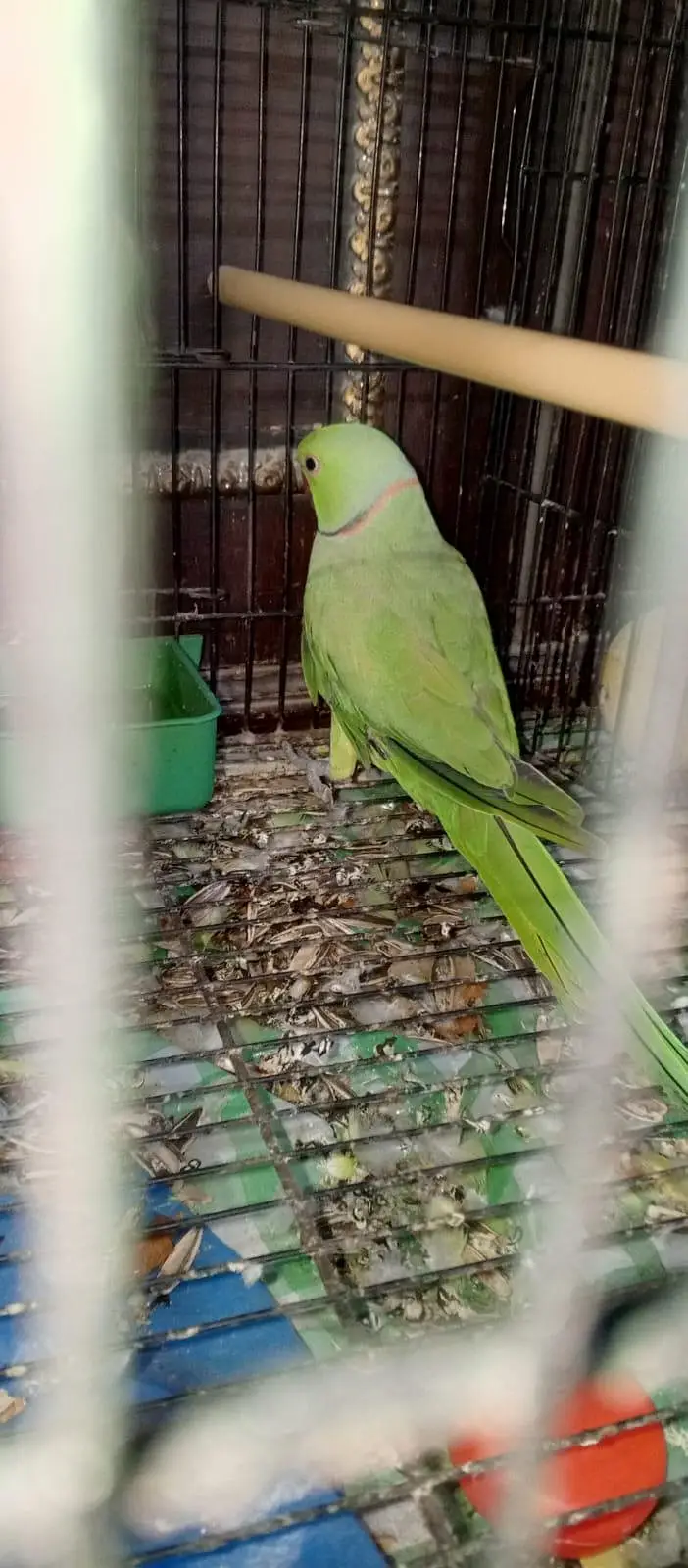 green ring neck parrot — photo 2
